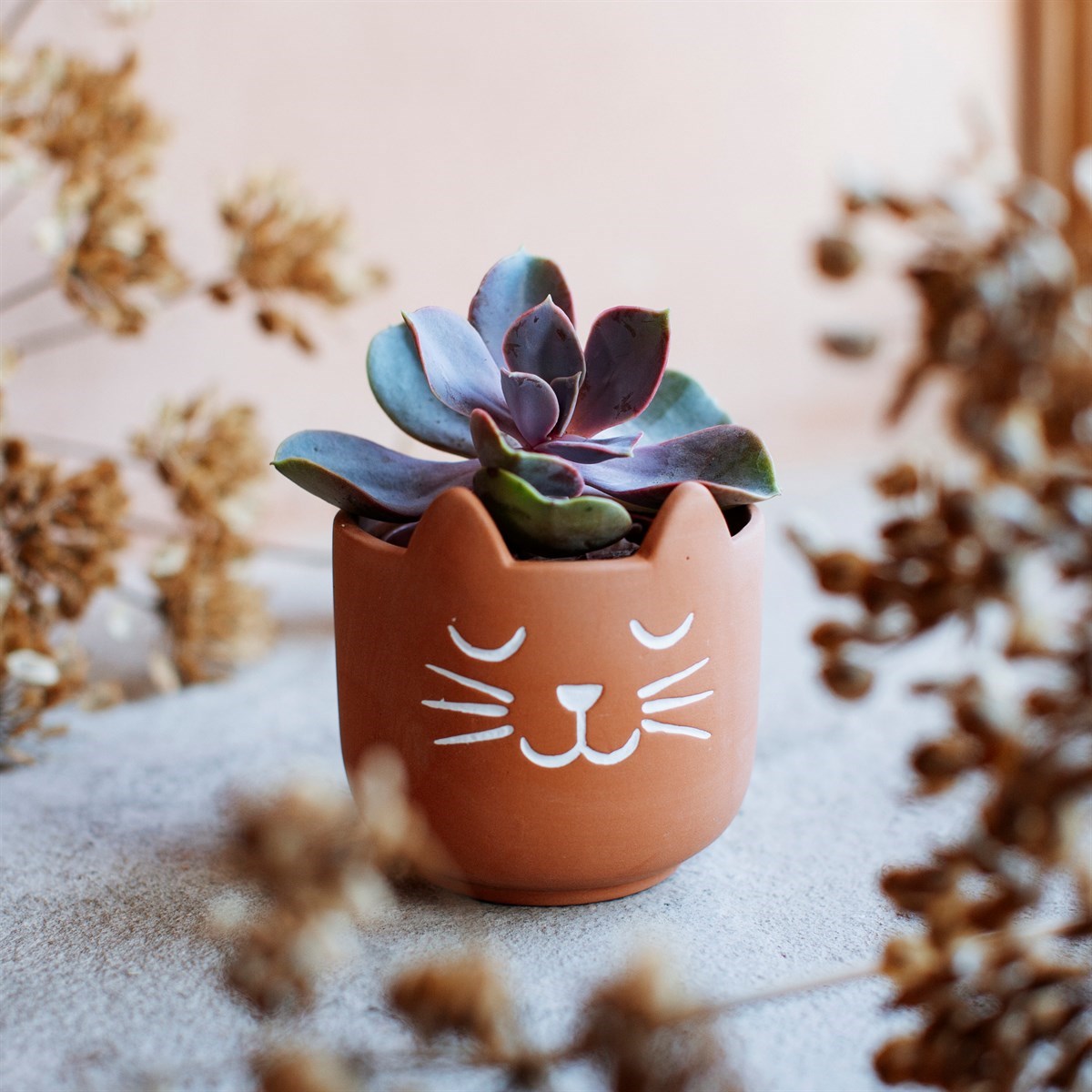 Mini Cat's Whiskers Terracotta Planter Mini Cat's Whiskers Terracotta Planter
