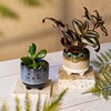 Mojave Frog Planter