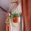 Eyes Shut Terracotta Hanging Planter