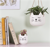 Mini Cat's Whiskers White Planter