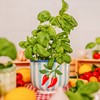 Handpainted Chilli Pepper Planter